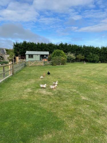 een groep eenden in een grasveld bij Cosy 2 BR cabin on coast private hot tub ' Driftwood ' in Stolford