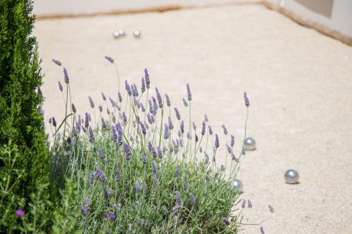 - un bouquet de fleurs violettes dans un jardin dans l'établissement Les Villas des Fontaines, à Saumane-de-Vaucluse