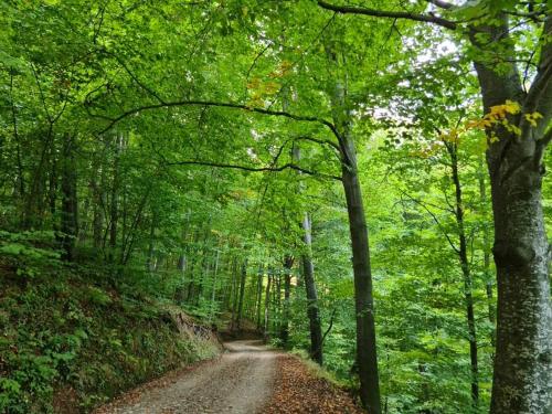 a dirt road in a forest with green trees at Country House Sunčev breg in Bara Slatina