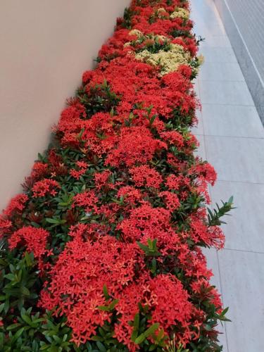 a row of red flowers on the side of a building at Casa Amarela Pousada in Domingos Martins
