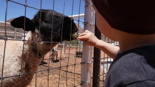 a child feeding a sheep through a fence at Zion View Camping in Hildale