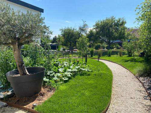 a garden with a tree in a large pot at Le clos des Pommiers Fuji in Uffholtz