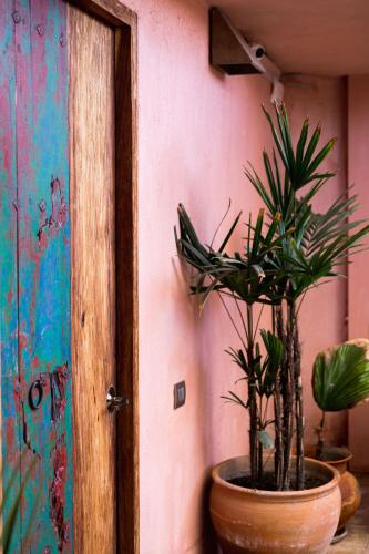 a plant in a pot sitting next to a door at Boulenc Bed and Bread in Oaxaca City