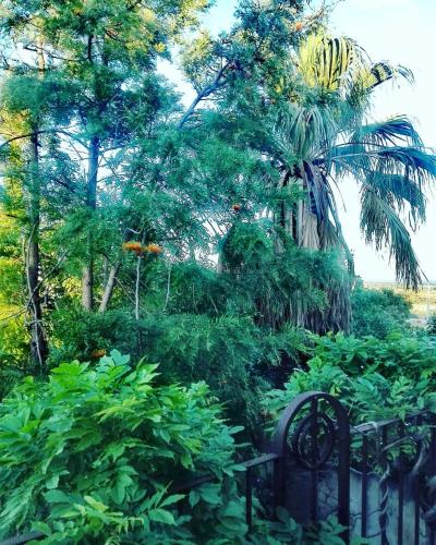 a garden with a fence and a palm tree at Villa Polara in Modica