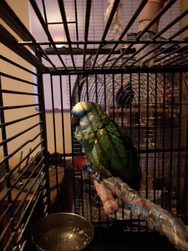 a green parrot is sitting in a cage at Littleholme in Potter Heigham