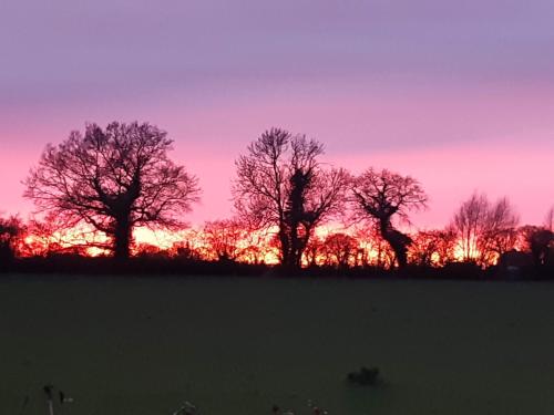 a group of trees in a field at sunset at Littleholme in Potter Heigham