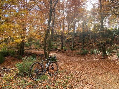 a bike parked next to a tree in the woods at La Torre d' Espinalbet in Castellar del Riu