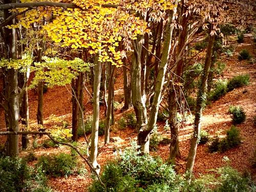 a group of trees with yellow leaves in a forest at La Torre d' Espinalbet in Castellar del Riu