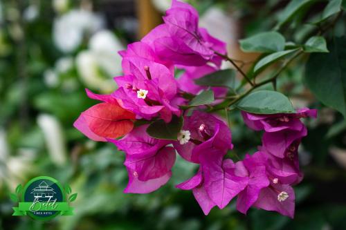a close up of pink flowers on a plant at Finca Hotel Betel in San Carlos