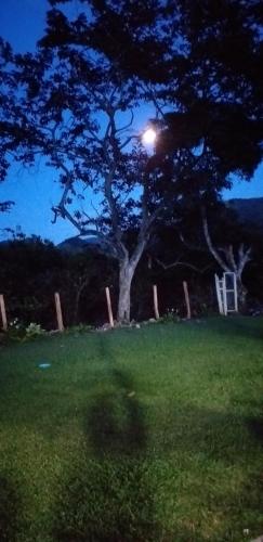 a tree in the middle of a field with a light at Finca Hotel Betel in San Carlos