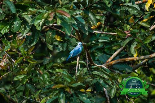 a blue bird perched on a tree branch at Finca Hotel Betel in San Carlos