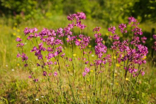 a bunch of purple flowers in a field at Trójmiasto nad jeziorem DOM -ECHOCHATA in Kamień
