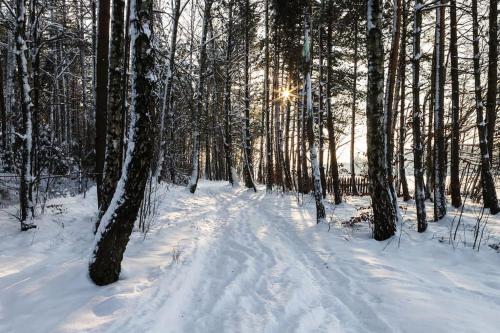 a snow covered path in a forest with trees at Trójmiasto nad jeziorem DOM -ECHOCHATA in Kamień