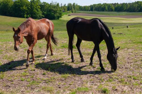 two horses standing in a field eating grass at Trójmiasto nad jeziorem DOM -ECHOCHATA in Kamień