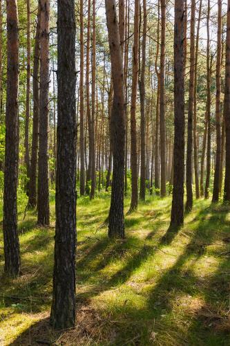 a forest with tall trees and green grass at Trójmiasto nad jeziorem DOM -ECHOCHATA in Kamień