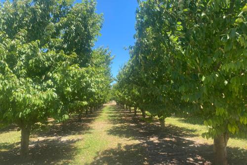 a row of trees in an apple orchard at Le Ribbou in LʼIsle-sur-la-Sorgue