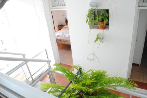 a view of a room with plants on the wall at Hotel Romi in Colonia del Sacramento