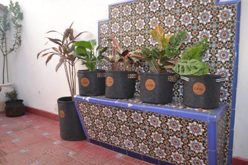 a bunch of potted plants sitting on top of a dresser at Casa flora Bed and Breakfast in San Juan