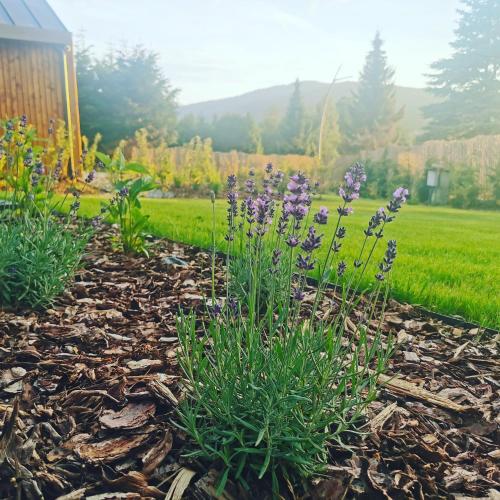 a garden with purple flowers in a yard at Wimer Domki in Wysowa-Zdrój