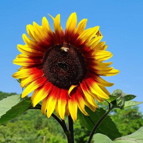a large yellow and red sunflower with a bee on it at Country House Sunčev breg in Bara Slatina