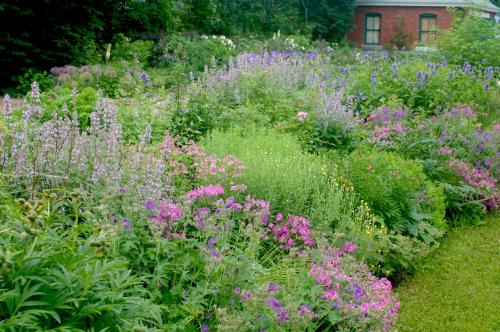 a garden filled with lots of purple and pink flowers at Napier House in Campbellton