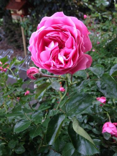 a pink rose is growing in a garden at Panoramahotel Steirerland in Kitzeck im Sausal