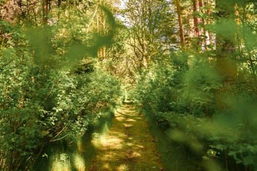 a path in the middle of a forest with trees at UKI Puhkeküla in Ranna