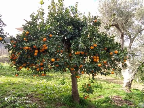 an orange tree with oranges on it in a field at Casa Vacanze Nino Petrelli in Naso