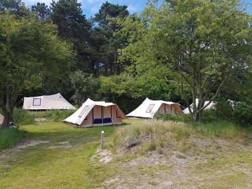 a group of tents in a field with trees at Ameland Tentenverhuur in Nes