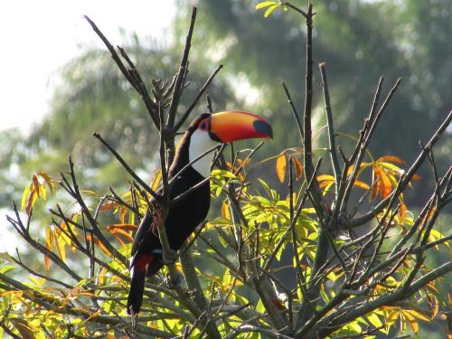 a bird perched on top of a tree branch at Pousada 2 Baioco in Paty do Alferes