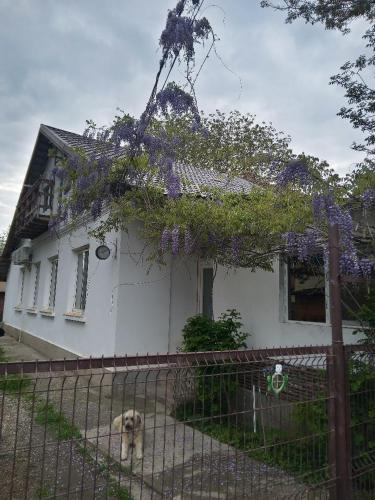 a dog standing in front of a house with a fence at Casa Mocanu in Giurgiu