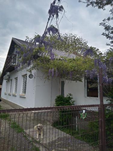 Zahrada ubytování Casa Mocanu