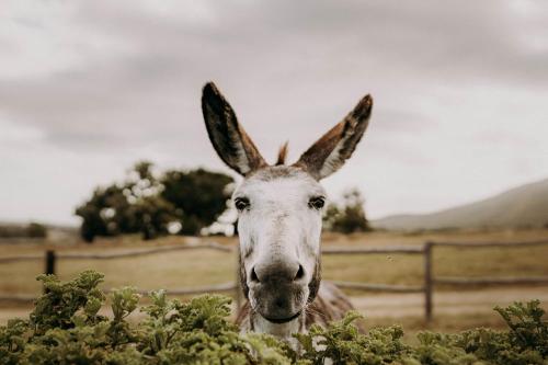 a donkey with large ears standing in a field at White Water Farm in Stanford