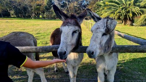 two donkeys looking over a fence at a persons hand at White Water Farm in Stanford