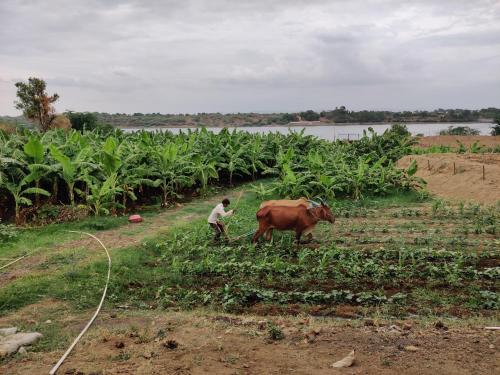 a man walking a cow in a field at ShivaRewa Village stay in Maheshwar
