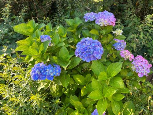 a bush of blue flowers with green leaves at Gästehaus zum Buchenweg in Hasenfeld