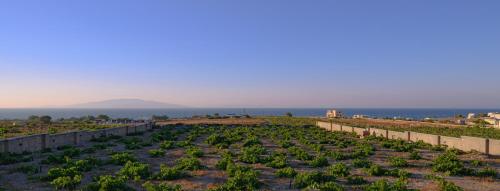 a field of plants with the ocean in the background at Anemi Vine Villas in Foinikiá