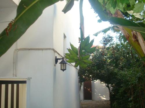 a plant hanging from a wall next to a building at Karis Hotel in Kos Town
