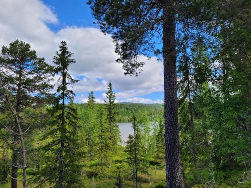 uma vista para um lago através das árvores em Hytte ved innsjø em Landsem