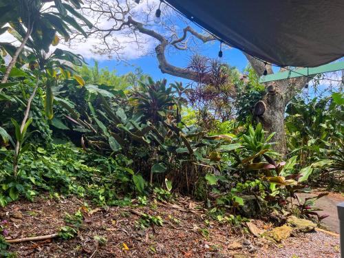a garden with a tree and some plants at Gingerhill Farm Retreat in Kealakekua