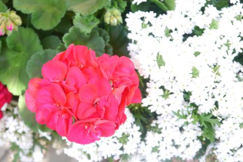 a pink flower in front of white flowers at Chalet Acheregg in Wengen