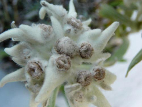 a close up of a plant with white flowers at Chalet Acheregg in Wengen