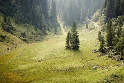 un champ verdoyant avec un arbre sur le côté d'une montagne dans l'établissement STUBN in der Frasdorfer Hütte, à Frasdorf