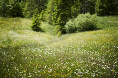 STUBN in der Frasdorfer Hütte في فراسدورف: ميدان ورد وسط غابه