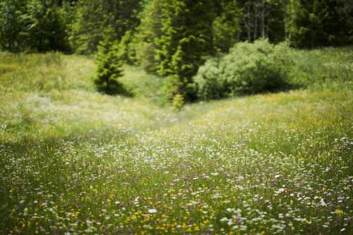 Příroda nedaleko penzionu – hostince