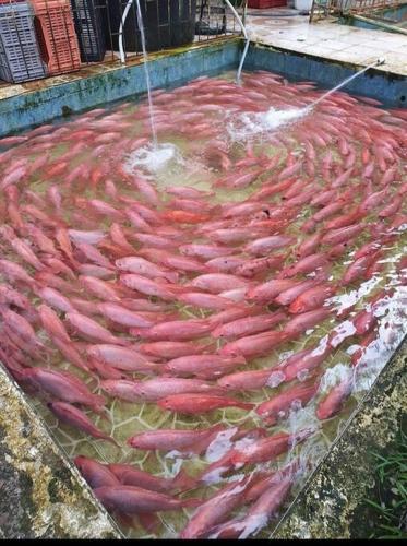 a bunch of red fish in a pool of water at casa blanca in Restrepo