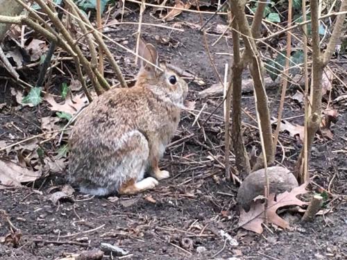 a rabbit sitting on the ground next to a tree at Queen Loft in Nature in Toronto