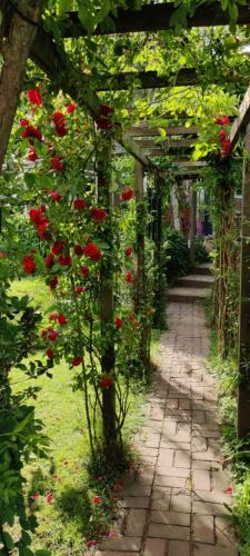a garden with a pergola filled with red roses at Ecolodge Tilburg met zwembad in groene oase bij centrum in Tilburg