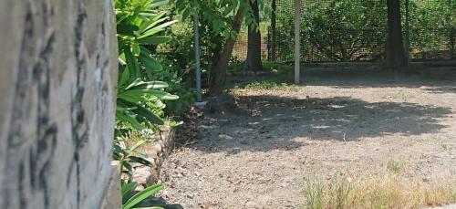 A garden outside 松舍民宿