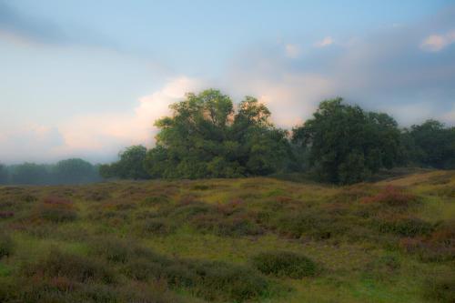 a grassy field with trees and clouds in the background at Wilmsboo in Nieuw-Schoonebeek
